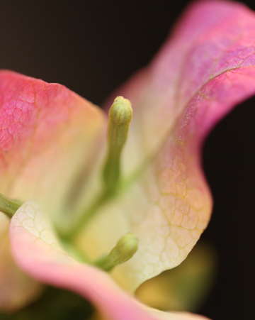 Bougainvillea in pale pink