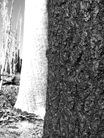 Trees 8378 bw