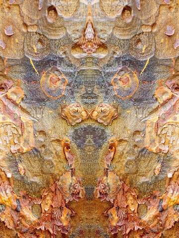 Paperbark maple china 3