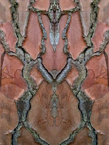 Maritime pine mediterranean