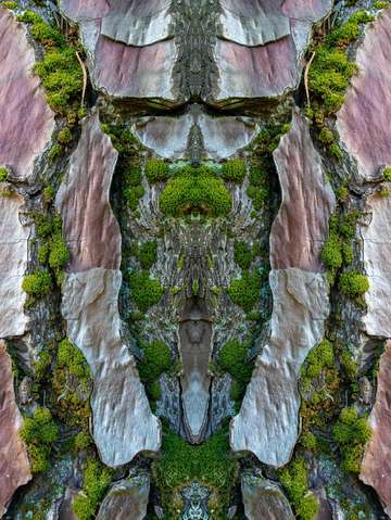 Maritime pine mediterranean 2