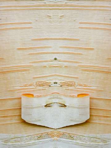 Himalayan birch india