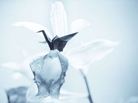 Flower of Light