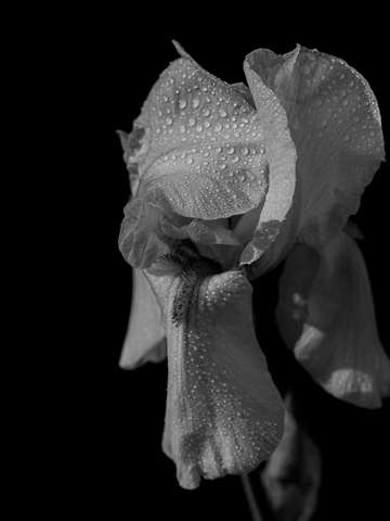 Morning Dew Iris