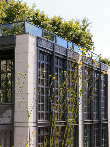 Flowers in chelsea