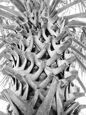 Reverent Palm