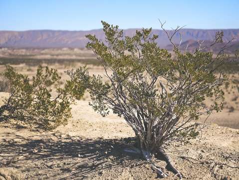 Texas desert bush