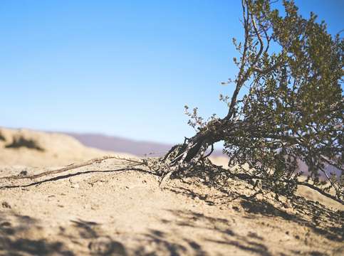 Texas desert nature