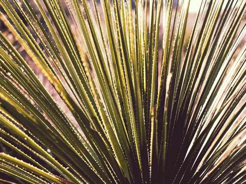 Texas desert plants
