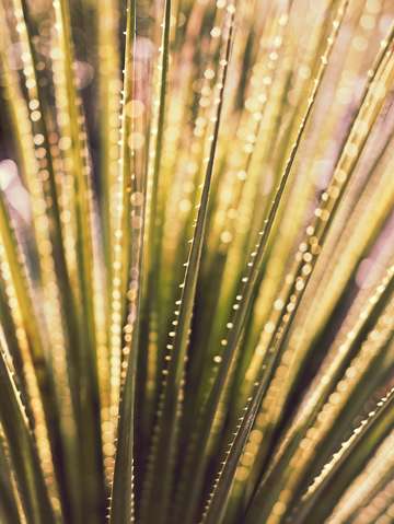 Desert plants