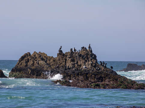 Birds at monterey bay