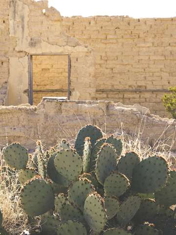 Cactus 5