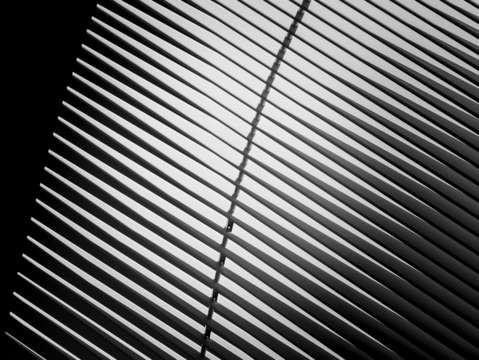 Oculus feathers