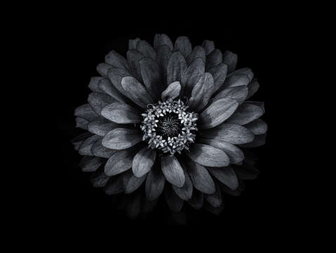 Backyard flowers in black and white 69