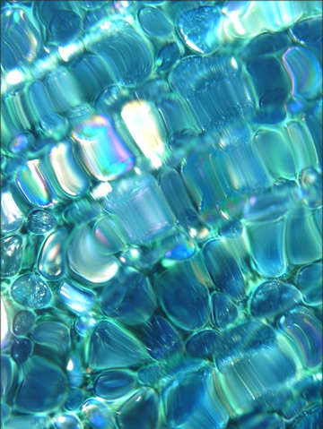 Navel of the mermaid