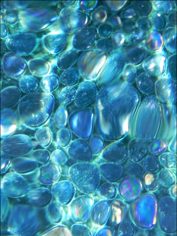 Navel of the mermaid ii