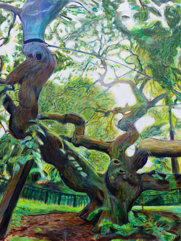 Camperdown elm