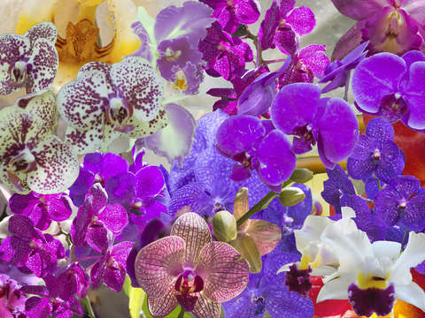 Naples orchids collage