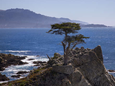 Lone cypress