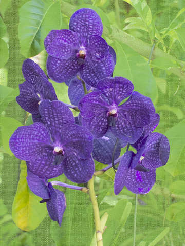 Orchid digital painting