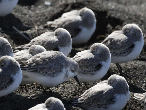 Baby seagulls