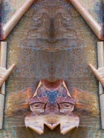 Paperbark maple china 5