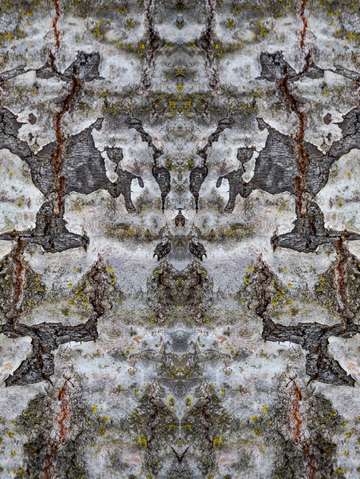 Quaking aspen north america