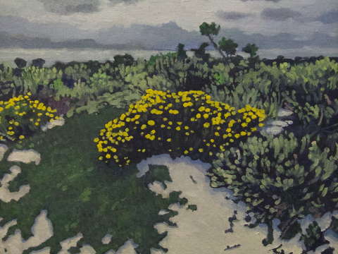 Yellow dune flowers in carmel ca