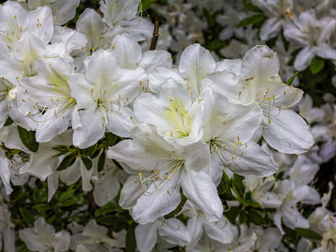 Spring flowers and raindrops