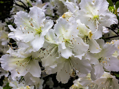 Spring flowers and raindrops 2