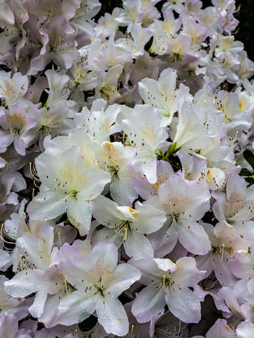 Spring flowers and raindrops 3
