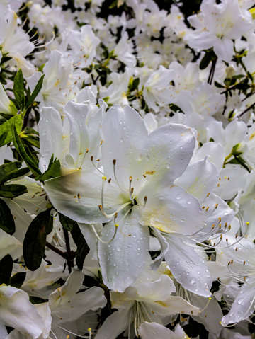 Spring flowers and raindrops 4