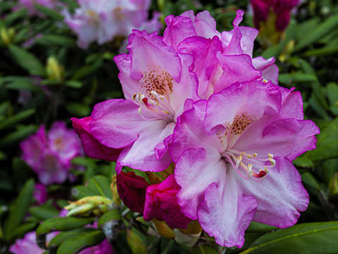 Spring flowers 6