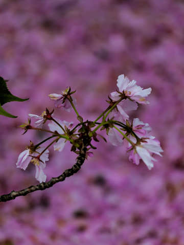 Cherry blossoms 5 3