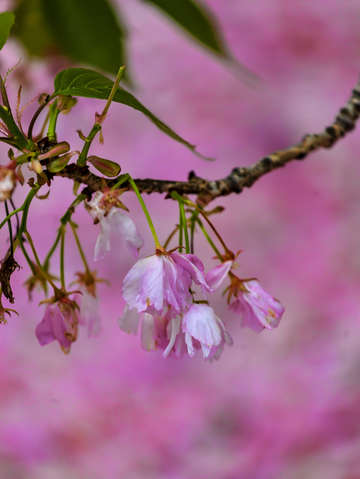 Cherry blossoms 6 4