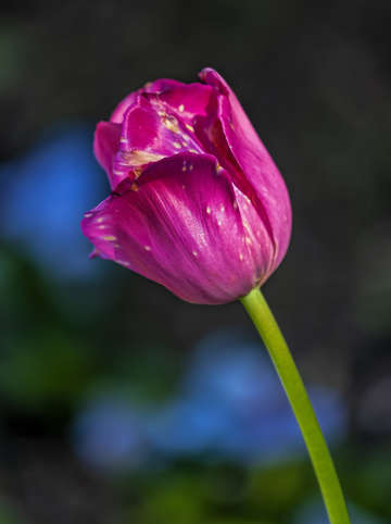 Tulip 7