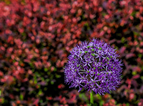 Pincushion 2