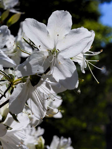 Back lit flowers 2