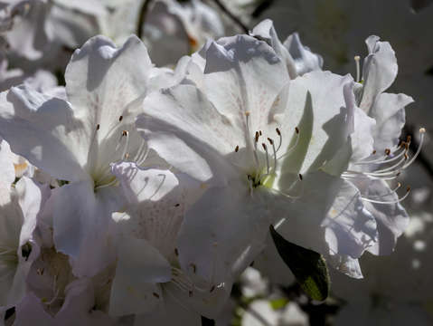 White spring flowers