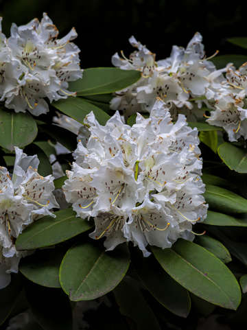 White spring flowers 2