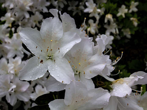 Spring flowers and raindrops 5