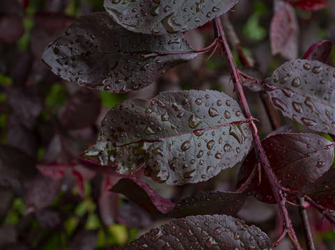 Purple leaves and raindrops