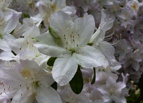 Spring flowers and raindrops 6