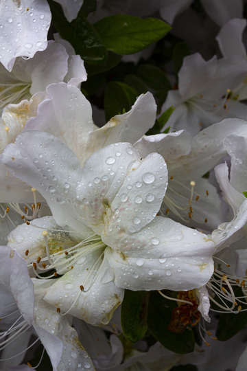 Spring flowers and raindrops 7
