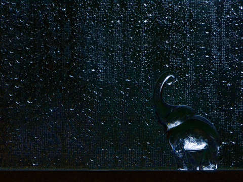 Elephant in the rain