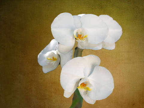 White orchids digital painting