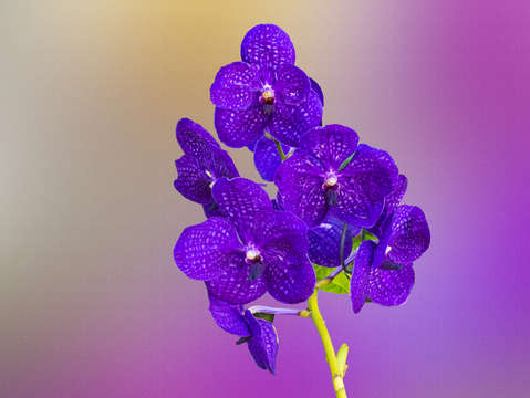 Purple orchids digital painting
