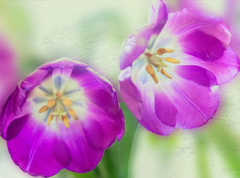 Purple tulips 02