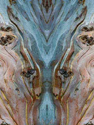 River red gum australia