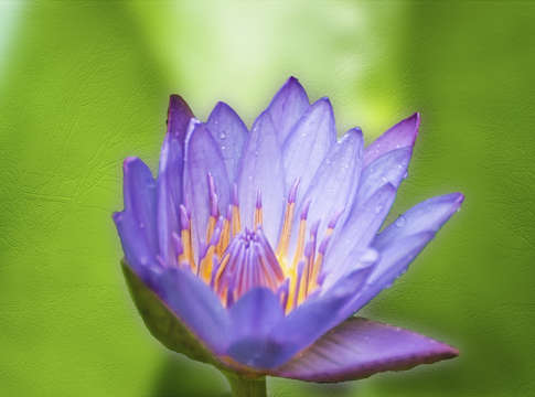 Blue lotus digital painting